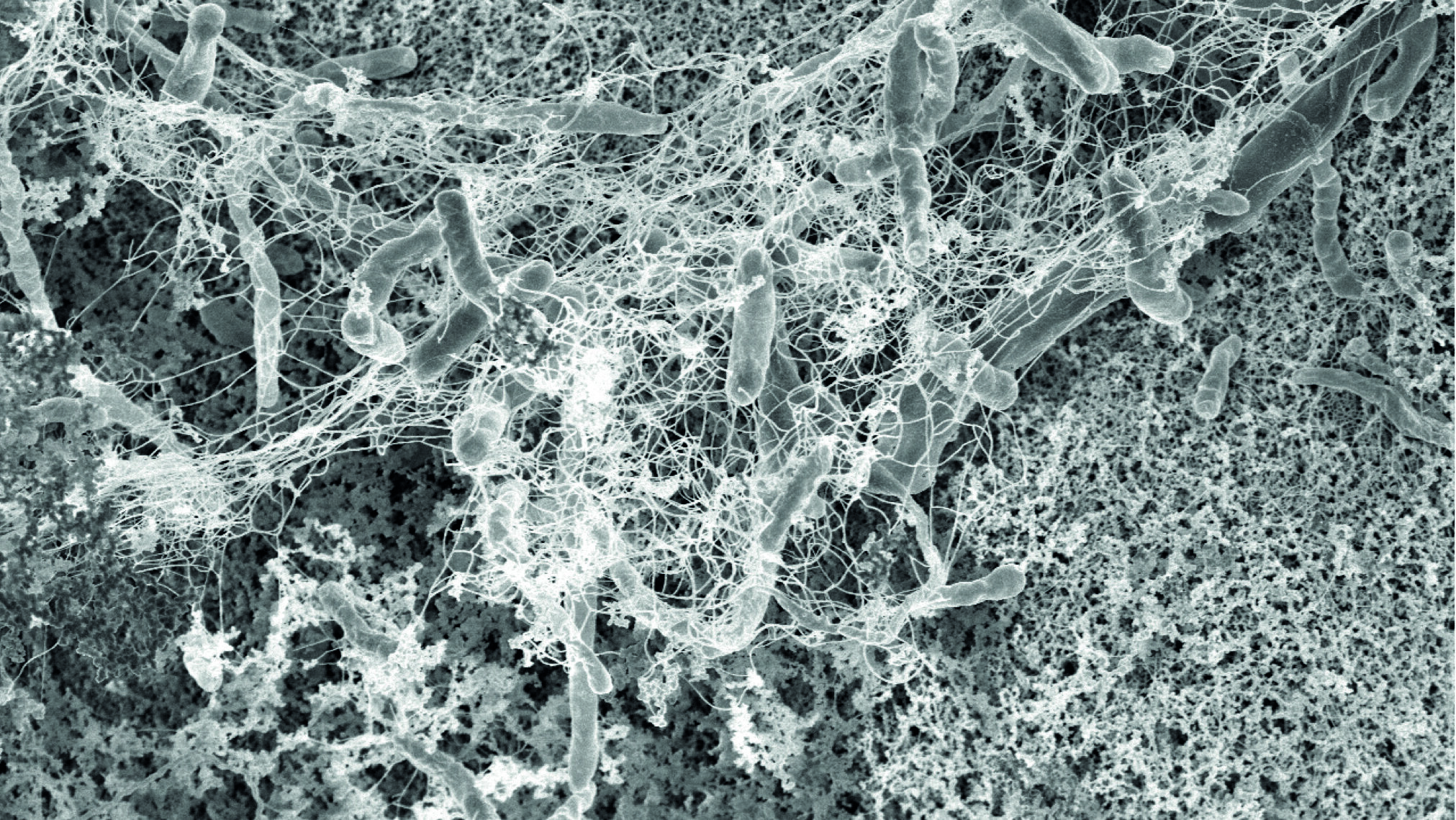 Nordic-BioClean-Solutions-Teknologi-Biofilm